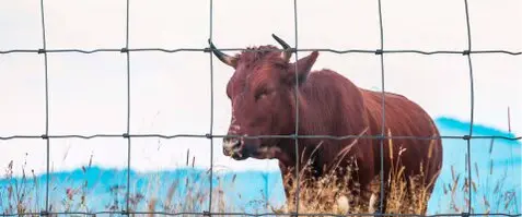 Vallametalica,valladosfincas,parcelas,cerramiento y cercado metálico,mallas para ganadería Vallametalica,valladosfincas,parcelas,cerramiento y cercado metálico,mallas para ganadería